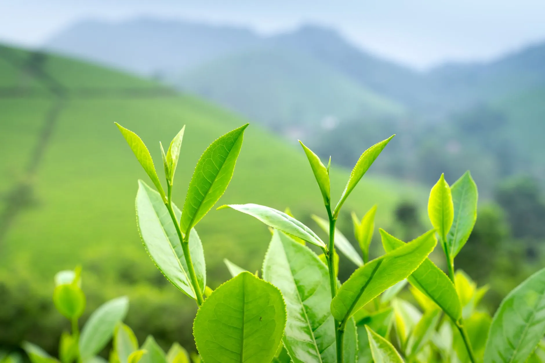社区团购智慧生活场景下的电商服务配送体系优化方案